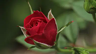 Sevgililer Günü çiçek fiyatları : Bir gül kaç TL?