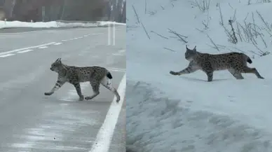 Bayburt'ta Nesli Tükenme Tehlikesi Altında Olan Vaşak Görüntülendi
