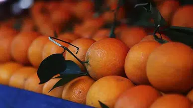 Portakal çekirdeğinin bilinmeyen faydaları nelerdir?