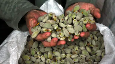 Datça’nın Meşhur Bademinin İlk Hasadı Çağla, Yüksek Fiyatına Rağmen İlgi Görüyor