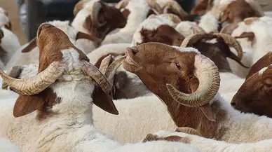 2026 Kurban Bayramı Ne Zaman Başlayacak ve Arefe Günü Hangi Tarihe Denk Geliyor?