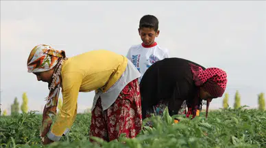 Tarım İşçileri Ücretleri Ne Kadar Arttı? Rize ve Hatay'daki Rekorlar Neler?