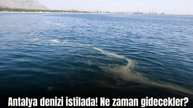 Antalya Körfezi'nde Kızıldeniz'den Gelen Denizanaları Neden Yoğunlaşıyor?
