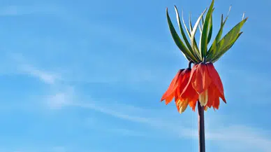 Ters lale çiçeğini koparmanın cezası ne kadar ve bu çiçek nerelerde açıyor?