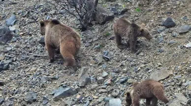 Kars'ta ayılar kış uykusundan uyandı