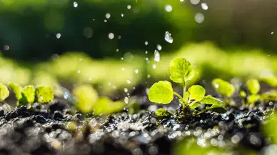 Nisan yağmurları ne zaman Toplanır ve faydaları nelerdir?