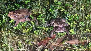 Kütahya'da 5 Bin Yıllık Kurbağa Göçü Neden Yeniden Başladı?