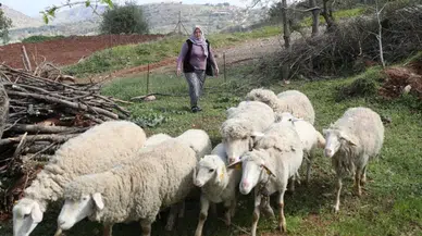 Malatya ve Diğer 81 İlde 100 Küçükbaş Hayvan Desteği İçin Kimler Başvurabilir?