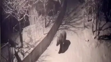 Artvin'de ilkbahar gelince aç kalan ayılar köylere indi