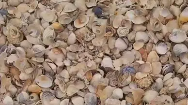 İzmir’de doğa tutkunlarının yeni gözdesi: Kabuk Adası neden bu kadar ilgi çekiyor?