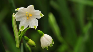 Tam 15 kilo ele geçirildi! Nesli tükenen bitkinin yumrularını söken kişiye 700 bin lira ceza