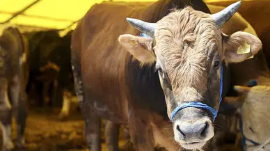 Konya'da kurban fiyatları belli oldu: İşte büyükbaş ve küçükbaş fiyatları