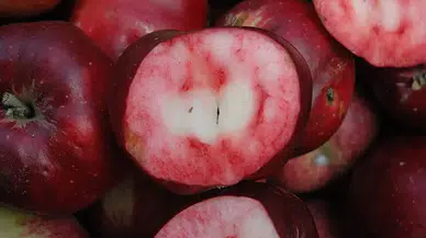 Dünya'da Sadece Türkiye'de Yetişiyor : Ülkemize Tescilli Bu Elmanın Eşi Benzeri Yok