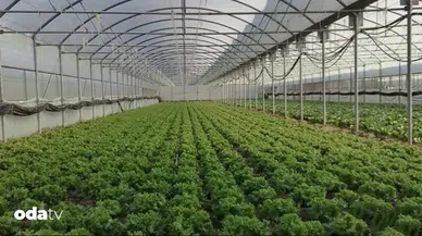 Gıda Krizi Kapıdayken Türkiye'nin Seracılık Avantajları Neler Olabilir?