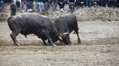 Artvin'de geleneksel boğa güreşleri sezonu açıldı