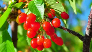 Manisa'da sezonun ilk kirazı satıldı! Fiyatı dudak uçuklattı!