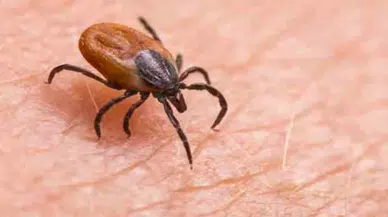 Kene vakalarında artış bekleniyor : Riskli bölgeler ve iller hangileri?