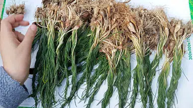 Zuzubak otu neden bu kadar değerli ve özel bir bitki olarak öne çıkıyor?