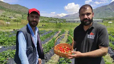 Batman'da 2026'nın ilk organik çilek hasadı yapıldı : Fiyatını 400 aile belirliyor