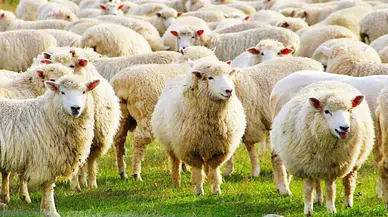 Kurban Bayramı ne zaman başlıyor, bitiyor? Bayramın 1. günü ne zaman denk geliyor?
