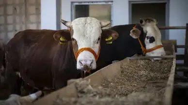 Kurbanlık fiyatları belli oldu: İşte il il küçükbaş ve büyükbaş fiyatları
