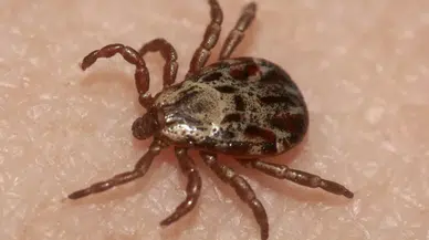 Kabus geri dönüyor! Kene riski bu illerde daha yüksek