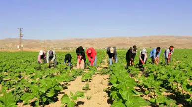 Tarım işçilerinin Urfa'dan Kayseri'ye uzanan zorlu yolculuğu