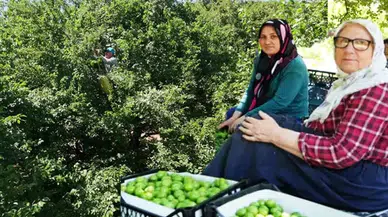 Kocaeli Kartepe'de eşme eriği rekoltesi neden bu kadar yükseldi ve fiyatlar neden düşüyor?
