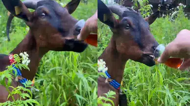 Rize'nin keçisi şaşırtmadı : Lıkır lıkır çay içti