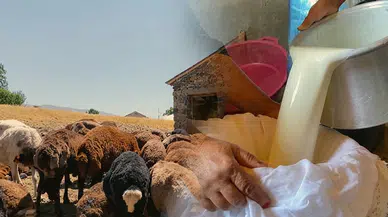 Ağrılı üreticiler yaz mevsiminde koyun sütünü ekonomiye nasıl kazandırıyor?