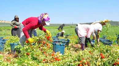 Salçalık domateste hasat süreci nasıl ilerliyor ve fiyatlar neden düşük?