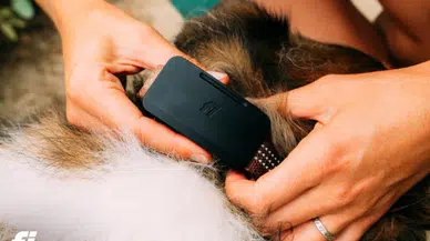 Köpek takip cihazında kapsama alanı sorunu bitiyor : Uydu bağlantılı Fi Ultra tanıtıldı