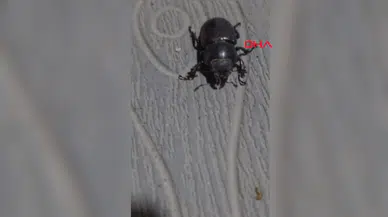 Tokat'ta nesli tükenmekte olan gergedan böceği neden görüntülendi?