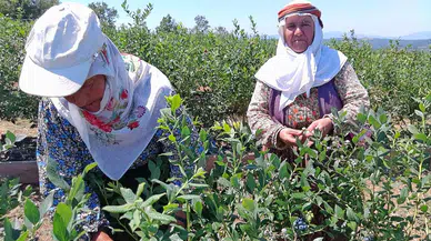Kurak arazi nasıl bereketli topraklara dönüştü? Yaban mersini üretimiyle ekonomiye katkı