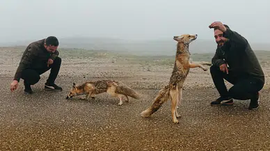 Yabani hayvanlar nerelerde bulunur ve tilkiler ne yer?