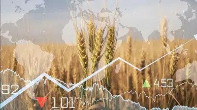 El Nino ve jeopolitik faktörler tarım emtiasını nasıl etkiledi?
