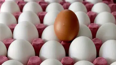 Salmonella bakterisi bulaşan yumurtaların tüketimi sonucu kaç kişi hastalandı?