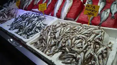 Sinop kıyılarında palamut bolluğu yaşanıyor : Balıkçılar denize açılıyor mu?