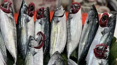 Karadeniz'de palamut bolluğu : Fiyatlar ne kadar?