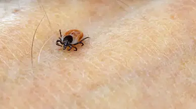 Çin'de kenelerden bulaşan yeni ALTNV Virüsü nedir ? Ne tehditler oluşturuyor ?