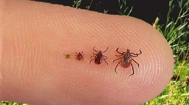 Keneler hangi hastalıklara sebep oluyor ? Kene virüsünün belirtileri neler ?