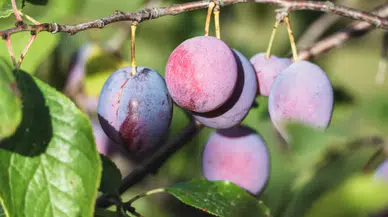 Damson eriği nedir? Sağlık açısından ne gibi faydaları vardır?