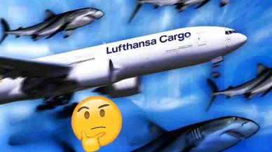 Lufthansa, köpek balığı derisinden ilham alan AeroSHARK teknolojisini Airbus uçaklarında kullanacak mı ?