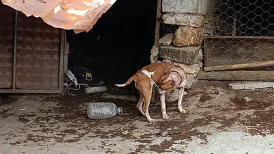 Manisa'da pitbull besleyen 2 kişiye 304 bin lira ceza