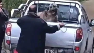 Trabzon'da köpeğe halatla işkence eden şahıs gözaltına alındı