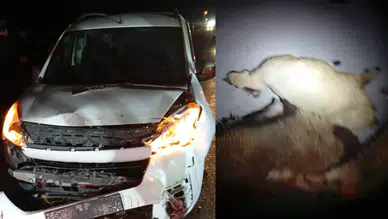 Kurban pazarı kan gölüne döndü!