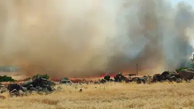Şanlıurfa'da korkutan yangın: 50 dönümlük buğday ekili arazi alev alev yandı