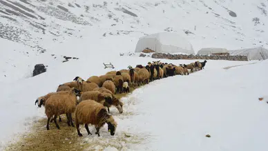 Bitlis'te besicilerin soğuk kış şartlarıyla mücadelesi!