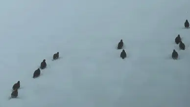 Erzincan'da av yasağı: Keklik ve tavşan avı yasaklandı!