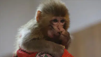 Bursa'da 3 makak maymunu koruma altına alındı!